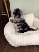Cannoli, a male Miniature Bernedoodle and Miniature Aussiedoodle for sale in Tampa, FL – 6 of 6