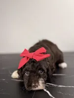 Bo Peep, a female Aussiedoodle and Cockapoo for sale in Tampa, FL – 3 of 3