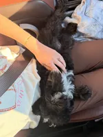 Woody, a male Cavapoo for sale in Tampa, FL – 6 of 8