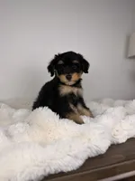 Largo, a male Miniature Bernedoodle for sale in Tampa, FL – 3 of 7