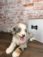 Penne BLUE EYES, a male Miniature Bernedoodle and Miniature Aussiedoodle for sale in Tampa, FL – 4 of 6