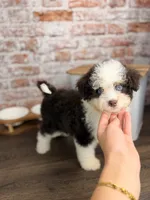 Rocky Road BLUE EYES, a male Miniature Bernedoodle and Miniature Aussiedoodle for sale in Tampa, FL – 3 of 5