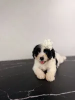 Jessie, a female Cavapoo for sale in Tampa, FL – 2 of 3