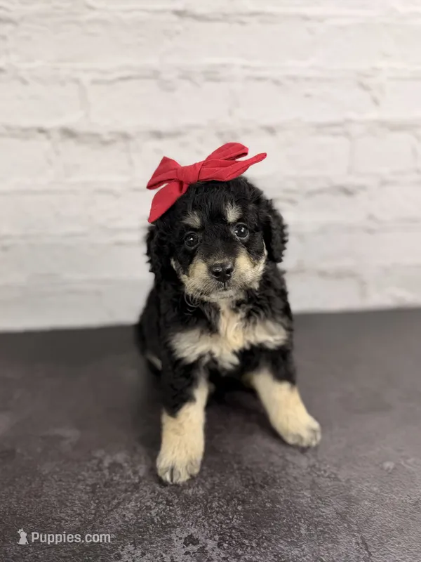 Raven – Miniature Bernedoodle puppy for sale in Tampa, FL
