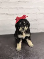 Raven, a female Miniature Bernedoodle for sale in Tampa, FL – 1 of 4