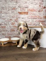 Rigatoni BLUE EYES, a male Miniature Bernedoodle and Miniature Aussiedoodle for sale in Tampa, FL – 8 of 10