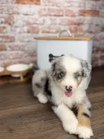Penne BLUE EYES, a male Miniature Bernedoodle and Miniature Aussiedoodle for sale in Tampa, FL – 1 of 6