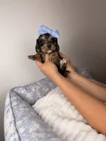 Stormy, a female Cavapoo for sale in Tampa, FL – Photo 3 of 5