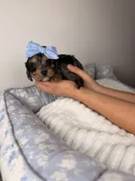 Stormy, a female Cavapoo for sale in Tampa, FL – Photo 4 of 5