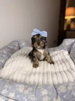 Stormy, a female Cavapoo for sale in Tampa, FL – Photo 5 of 5