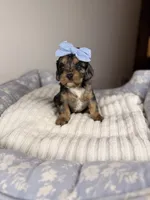 Stormy, a female Cavapoo for sale in Tampa, FL – Photo 2 of 5