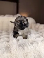 Cannoli, a male Miniature Bernedoodle and Miniature Aussiedoodle for sale in Tampa, FL – 5 of 6