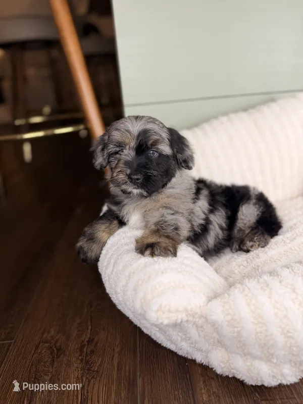Cannoli – Miniature Bernedoodle, Miniature Aussiedoodle puppy for sale in Tampa, FL