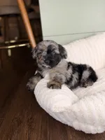 Cannoli, a male Miniature Bernedoodle and Miniature Aussiedoodle for sale in Tampa, FL – 1 of 6