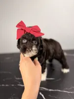 Bo peep, a female Aussiedoodle and Cockapoo for sale in Tampa, FL – 2 of 6