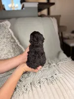 Neptune, a male Miniature Aussiedoodle for sale in Tampa, FL – Photo 6 of 7