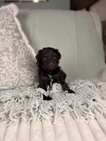 Neptune, a male Miniature Aussiedoodle for sale in Tampa, FL – Photo 5 of 7