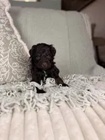 Neptune, a male Miniature Aussiedoodle for sale in Tampa, FL – Photo 7 of 7