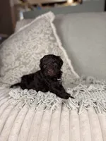 Neptune, a male Miniature Aussiedoodle for sale in Tampa, FL – Photo 4 of 7