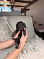 Neptune, a male Miniature Aussiedoodle for sale in Tampa, FL – Photo 2 of 7