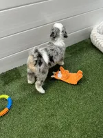 Tortellini BLUE EYES, a male Miniature Bernedoodle and Miniature Aussiedoodle for sale in Tampa, FL – 4 of 8