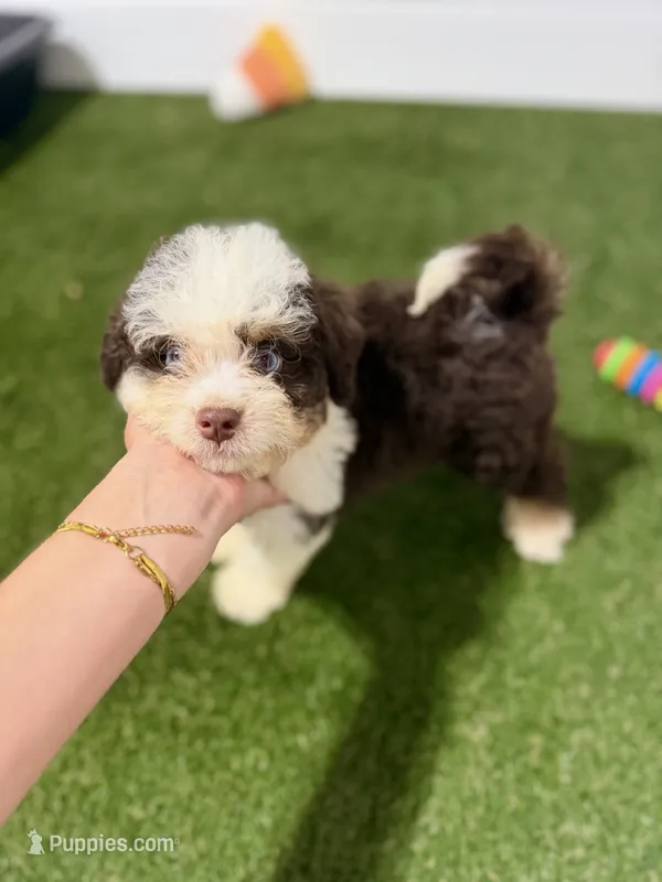 Rocky Road BLUE EYES – Miniature Bernedoodle, Miniature Aussiedoodle puppy for sale in Tampa, FL