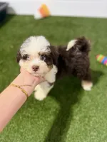 Rocky Road BLUE EYES, a male Miniature Bernedoodle and Miniature Aussiedoodle for sale in Tampa, FL – 1 of 5