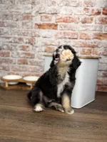 Ravioli , a male Miniature Bernedoodle and Miniature Aussiedoodle for sale in Tampa, FL – 8 of 10