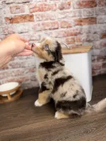Rigatoni BLUE EYES, a male Miniature Bernedoodle and Miniature Aussiedoodle for sale in Tampa, FL – 4 of 10