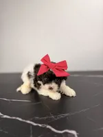 Molly, a female Aussiedoodle and Cockapoo for sale in Tampa, FL – 3 of 5