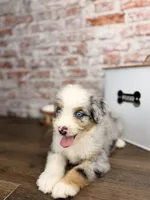 Penne BLUE EYES, a male Miniature Bernedoodle and Miniature Aussiedoodle for sale in Tampa, FL – 3 of 6