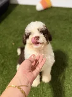 Rocky Road BLUE EYES, a male Miniature Bernedoodle and Miniature Aussiedoodle for sale in Tampa, FL – 2 of 5