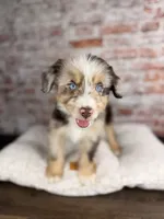 Rigatoni BLUE EYES, a male Miniature Bernedoodle and Miniature Aussiedoodle for sale in Tampa, FL – 10 of 10