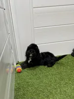 Woody, a male Cavapoo for sale in Tampa, FL – 2 of 3