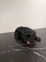 Buzz, a male Cavapoo for sale in Tampa, FL – 4 of 4