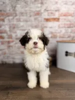 Rocky Road BLUE EYES, a male Miniature Bernedoodle and Miniature Aussiedoodle for sale in Tampa, FL – 4 of 5