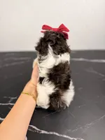 Molly, a female Aussiedoodle and Cockapoo for sale in Tampa, FL – 6 of 6