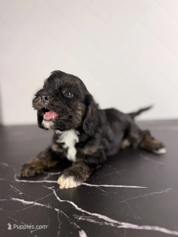 Woody – Cavapoo puppy for sale in Tampa, FL