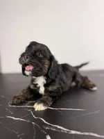 Woody, a male Cavapoo for sale in Tampa, FL – 1 of 2