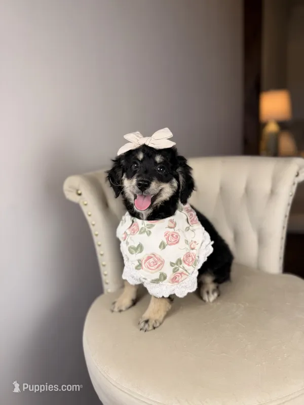 Raven – Miniature Bernedoodle puppy for sale in Tampa, FL