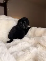 Croissant , a male Miniature Bernedoodle and Miniature Aussiedoodle for sale in Tampa, FL – Photo 3 of 5