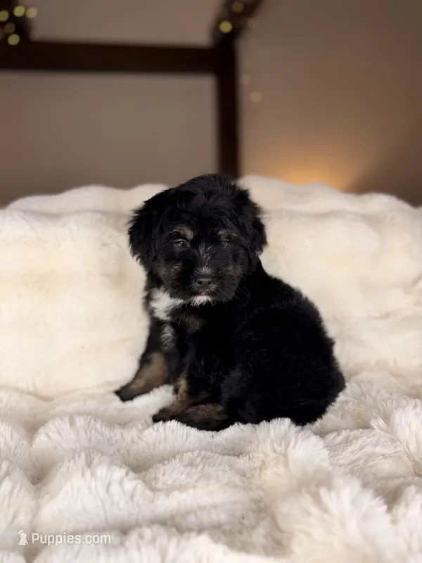 Croissant  – Miniature Bernedoodle, Miniature Aussiedoodle puppy for sale in Tampa, FL