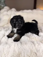 Croissant , a male Miniature Bernedoodle and Miniature Aussiedoodle for sale in Tampa, FL – Photo 2 of 5
