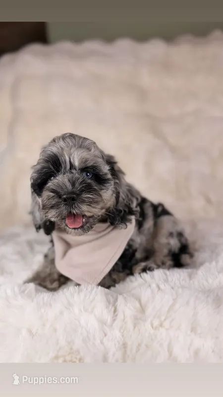Clyde BLUE EYE TWEED  – Cockapoo puppy for sale in Tampa, FL
