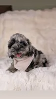 Clyde BLUE EYE TWEED , a male Cockapoo for sale in Tampa, FL – 1 of 6