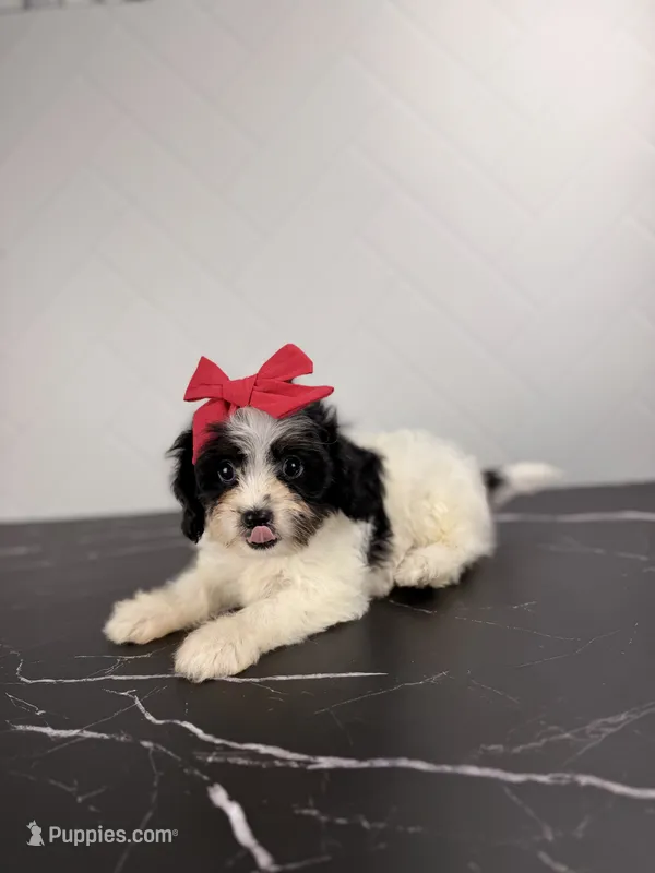 Jessie – Cavapoo puppy for sale in Tampa, FL