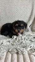 Largo, a male Miniature Bernedoodle for sale in Tampa, FL – 5 of 7