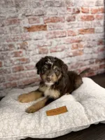 Linguine , a male Miniature Bernedoodle and Miniature Aussiedoodle for sale in Tampa, FL – 5 of 5