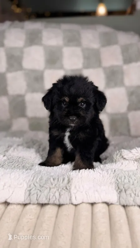 Donut – Miniature Bernedoodle, Miniature Aussiedoodle puppy for sale in Tampa, FL