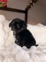 Donut, a male Miniature Bernedoodle and Miniature Aussiedoodle for sale in Tampa, FL – Photo 4 of 4